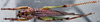 CollectionObject 1532848; b7348b81-d669-4f69-ab3d-4705a83334e4: female, dorsal view (paralectotype). (CollectionObject).