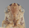 Head on Athysanella (Amphipyga) obesa Ball & Beamer, 1940: Head. (Observation).