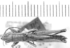 CollectionObject 1523718; 640a30a9-e7bc-455a-8d43-af129f3b8b2d: male , dorsal view (lectotype of Calamacris (Atyphoscirtus) californicus). (CollectionObject).