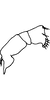 Anal tube processes: !! display not done !! on Empoasca (Empoasca) fabae (Harris, 1841): (Observation).