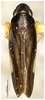 Habitus, dorsal view on Convexana nigrifronta Li, 1994: (Observation).