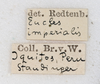 CollectionObject 1558657; 133da2a3-3d44-4789-86e5-4671977f2951: copyright NMW, Vienna. male, data labels (syntype). (CollectionObject).;CollectionObject 1558658; d4fb1899-121f-4e8d-be5e-b67e32f58e28: copyright NMW, Vienna. male, data labels (syntype). (CollectionObject).