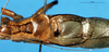 CollectionObject 1567551; 97dd3852-d2d9-4224-acd1-f1793f30482e: male, dorsal view. (CollectionObject).