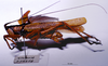 CollectionObject 1503248; 75e53c44-9a74-446f-a7ad-3179280ebb05: male habitus lateral view. (CollectionObject).