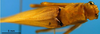 CollectionObject 1501746; 325f1b2c-fbe3-45e2-852e-a95e1ec86c01: female, dorsal view (syntype). (CollectionObject).