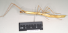 CollectionObject 1560554; de755447-36f8-4b12-8b13-9b32367090e8: copyright natural History Museum, London. female, lateral view of synonym Arrhidaeus stali (syntype). (CollectionObject).;CollectionObject 1560555; 8eb330cc-b2d5-4447-b7a1-f86b1726ccce: copyright natural History Museum, London. female, lateral view of synonym Arrhidaeus stali (syntype). (CollectionObject).
