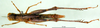 CollectionObject 1502719; 3799a019-e571-4190-a9f7-5de9babf1a62: female, dorsal view (allotype). (CollectionObject).