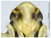 Head on Arboridia (Arboridia) lunula Song & Li, 2013: (Observation).