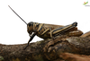 CollectionObject 1861680; Unioeste Cascavel K-0564, a9c3c7e1-329f-4149-aa9b-ccc3204b71fd: Female, in vivo. Lateral view. (CollectionObject).