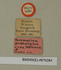 Sibylloblatta pustulata (Hebard, 1929): Copyright Natural History Museum, London. Labels from holotype (adult male) in BM(NH). (Otu).