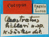 CollectionObject 1576839; 81b69c87-79b8-4981-870b-210c99e0af97: male, labels (syntype). (CollectionObject).