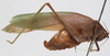 CollectionObject 1506497; da6f0153-b906-499e-ac46-9e1b04662446: female, lateral view. (CollectionObject).
