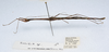 CollectionObject 1595854; 87748a95-b082-4aa6-8377-2a7aafb4940b: copyright NHMUK London. male, lateral view (paratype). (CollectionObject).