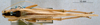 CollectionObject 1532851; NMW 3224329, 49ec486a-8722-4314-9055-8557a5da63a7: female, dorsal view (allotype). (CollectionObject).