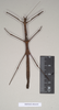 CollectionObject 1563988; NHMUK(SF IMPORT DUPLICATE) 844659, e0b7bab4-af0b-4dc2-9de1-c5429d269c46: copyright Natural History Museum, London. female (paralectotype) = misidentified; Hennemann & Conle (2007) state = Mithrenes bilobatus (Brunner). (CollectionObject).
