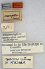 CollectionObject 1534644; f1b989ed-cea5-4dae-85be-274e548d0e82: labels (holotype of Karschia corrosa). (CollectionObject).