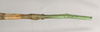 CollectionObject 1562092; NHMUK(SF IMPORT DUPLICATE) 845100, c1e5a84b-0435-42a1-8e65-93af3da2f3fd: copyright Natural History Museum, London. female: end of abdomen, dorsal view (paratype). (CollectionObject).