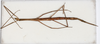 CollectionObject 1559012; NMW 778, 242d9063-55e6-4055-87af-4d4f21709115: copyright NMW, Vienna. female, dorsal view (holotype). (CollectionObject).