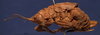 CollectionObject 1520442; dc1b4055-785a-4ef1-8230-ed8026aaa4e0: male, lateral view (lectotype). (CollectionObject).