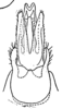 Aedeagus, ventral view on Eurocalia pallescens (Metcalf & Bruner, 1948): (Observation).