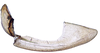 Gonoplac on Coarctana striata Domahovski & Cavichioli, 2023: Female paratype [DZUP]: second valvifer and gonoplac, lateral view. (Observation).