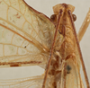 CollectionObject 1534586; 2892368b-cd27-40f1-9f89-7840d96ed5df: female pronotum, dorsal view (syntype). (CollectionObject).