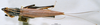 CollectionObject 1516492; NNM 3224742, 4b7b3750-163a-4eb7-88cb-b807a77c59ad: female habitus dorsal view. (CollectionObject).