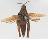 CollectionObject 1540643; cd224113-b999-427a-992b-ba0f431bc164: female, dorsal view (syntype). (CollectionObject).