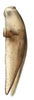 Subgenital plate, lateral view on Biza craspa Kramer, 1962: Male holotype [USNM]: valve and subgenital plate, lateral view. (Observation).