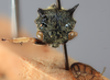 Head: (Observation).