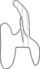 Aedeagus, lateral view on Erythridula nondescripta (Johnson, 1935): Aedeagus, lateral view. (Observation).