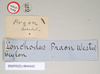 copyright Natural History Museum, London. male, data labels [circular label reversed] (holotype). Depicts CollectionObject 1559502; NHMUK(SF IMPORT DUPLICATE) 844643, a6b8ea8a-81d5-4154-8cf0-2d6203f20fdb, a CollectionObject.