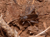 CollectionObject 1574051; 8ebf3d81-78bd-4f83-be84-1b032070e1a9: female (Albania). (CollectionObject).