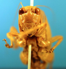 CollectionObject 1500520; f6e727fb-935c-4f6e-b0c7-8b694f6d1089: female, frontal view (holotype). (CollectionObject).