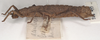 Tisamenus ranarius (Westwood, 1859): copyright UMO. female, lateral view (syntype?). (Otu).