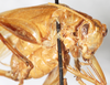 CollectionObject 1533029; NMW 20.279, 7d8b5655-777f-4f89-8c57-8ad927bf5e22: female, fronto-lateral view (allotype). (CollectionObject).