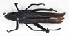 CollectionObject 1578631; f75983e7-fcfe-4779-b9fa-7df4e014cc59: female, dorsal view (paralectotype of Maura rugulosa). (CollectionObject).