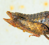 CollectionObject 1526831; ba5055e5-ad07-4767-82f5-fff6f40a7b42: female abdomen, lateral view (paratype). (CollectionObject).