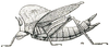 Orchetypus rotundatus Brunner von Wattenwyl, 1898: Fig. 26. female. (Otu).