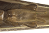 male, terminalia, ventral view. Depicts CollectionObject 1578147; c97c2ea3-e639-40e7-ab73-e4020d0859b8, a CollectionObject.