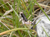 CollectionObject 1591465; 4743c62b-60f4-4c2a-8023-c839d19979c5: male (AL: Chika Mt., above Llogara Pass). (CollectionObject).