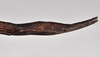 CollectionObject 1558559; d175cf57-13bf-4202-bdc4-79a45254a6cc: copyright NTUC. female: end of abdomen, lateral view (syntype). (CollectionObject).;CollectionObject 1558560; 79f3f8cc-d56f-40aa-b01f-edb53ef13999: copyright NTUC. female: end of abdomen, lateral view (syntype). (CollectionObject).
