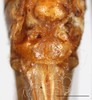 CollectionObject 1585132; 301fafda-b6b9-4a6a-a11b-bdef98767d29: female, subgenital plate (scale bar: 2 mm). (CollectionObject).