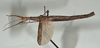 CollectionObject 1561270; USNM(SF IMPORT DUPLICATE) 7350, 80ce10ec-7dc9-4d1b-a654-36c3a552b2ad: copyright USNM, Washington. (CollectionObject).