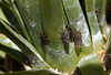 Other: Adults on Joshua tree leaves. U.S.A., California, Inyo Co., Hwy. 395, 3.6 mi S of Olancha. Photo: R. Rakitov. (Observation).