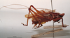 CollectionObject 1503255; MBBJ 3225969, 6ae5c9be-9c3c-4829-b54f-95e2c1d79512: male, lateral view. (CollectionObject).