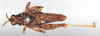 CollectionObject 1578585; c5c303c9-134e-41c2-b8f2-eaae8d6d484f: male, dorsal view (paralectotype of Chrotogonus rollini). (CollectionObject).