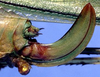 Inscudderia walkeri Hebard, 1925: female ovipositor (paratype). (Otu).