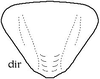 Deflorita (Hueikaeana) directa (Ingrisch, 1998): from Ingrisch 1998(?). female subgenital plate (?). (Otu).