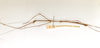 CollectionObject 1557477; ac75681d-c3f1-4457-941a-816338051fc4: copyright ETHZ. male, lateral view of synonym Bostra reductedentata (syntype). (CollectionObject).